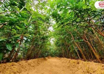 Merino Sustainable Manufacturing, Merino Green Commitment, World Sustainable Energy Day, Sustainable Energy India, Sustainable Manufacturing India, Merino Nirmal Program, Eco-friendly Laminates, Renewable Energy Merino, Industrial Sustainability,Merino