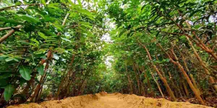 Pioneering Sustainability: Merino’s Commitment to a Greener Future on World Sustainable Energy Day 1 Merino Sustainable Manufacturing, Merino Green Commitment, World Sustainable Energy Day, Sustainable Energy India, Sustainable Manufacturing India, Merino Nirmal Program, Eco-friendly Laminates, Renewable Energy Merino, Industrial Sustainability,Merino